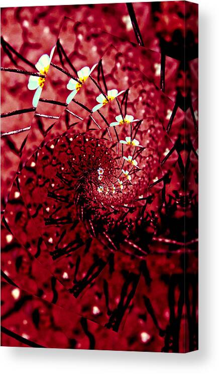 Arizona Canvas Print featuring the photograph Woolly Daisy Wave by Judy Kennedy