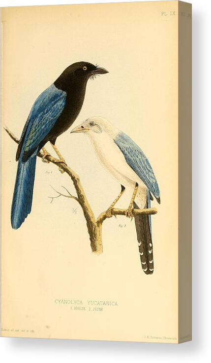 Prints Of Birds Canvas Print featuring the mixed media Antique Bird Illustrations #1 by World Art Collective