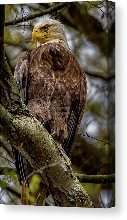 Animal Canvas Print featuring the photograph Awe-inspiring by Brian Shoemaker