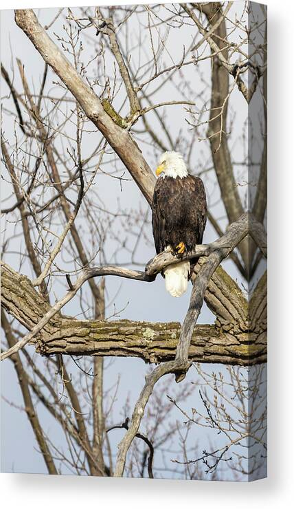 American Bald Eagle Canvas Print featuring the photograph Bald Eagle 2021-1 by Thomas Young