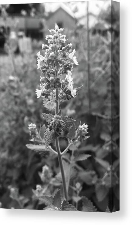 Catnip Canvas Print featuring the photograph Catnip Blooming in Black and White by Shelli Fitzpatrick