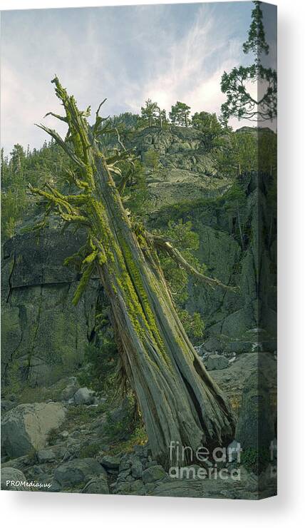 Rocks Canvas Print featuring the photograph Cedar Tree, El Dorado National Forest, California, U. S. A. by PROMedias US