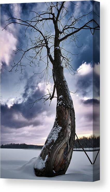 Tree Canvas Print featuring the photograph The Solo Curb Tree On The River by Carl Marceau