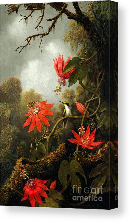 Hummingbird And Passionflowers Canvas Print featuring the photograph Hummingbird and Passion Flowers by Martin Johnson Heade by Carlos Diaz