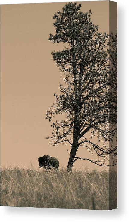 Bison Canvas Print featuring the photograph Lone Bison by Larry Bohlin