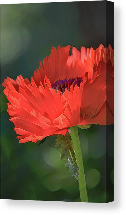 Poppy Canvas Print featuring the photograph Oriental Poppy Papaver Orientale by Julie Palencia
