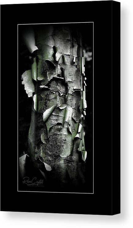 Maple Tree Canvas Print featuring the photograph The Abstract Of Maple by Rene Crystal