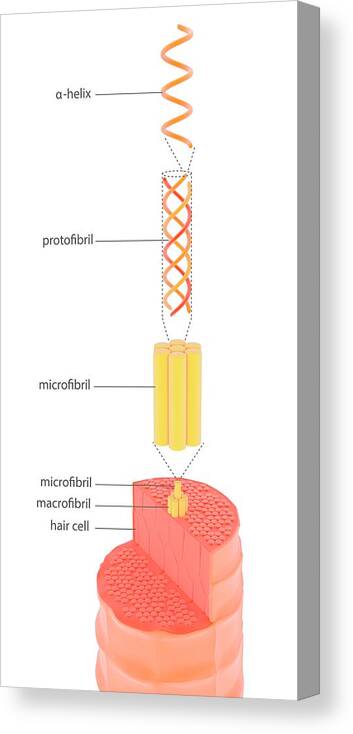 Keratin Canvas Print featuring the photograph Structure Of Keratin #1 by Science Photo Library