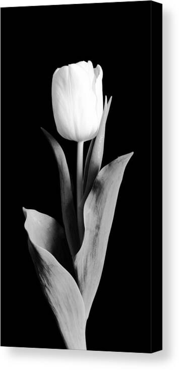 Tulip Canvas Print featuring the photograph Tulip #2 by Sebastian Musial