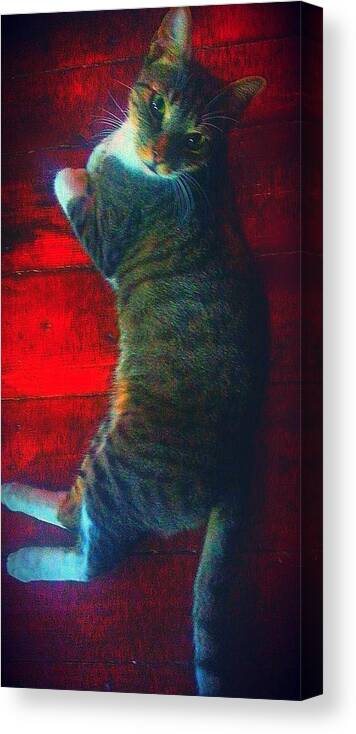 Animal Canvas Print featuring the photograph I Got My Eyes On You by Joetta Beauford