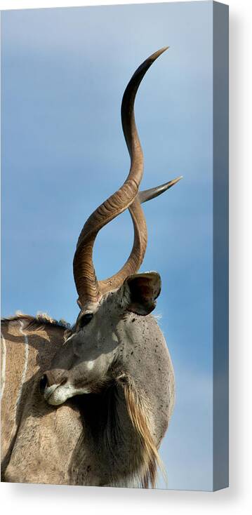 Kudu Canvas Print featuring the photograph Kudu by Dray Van Beeck