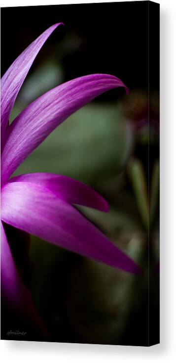 Flowers Canvas Print featuring the photograph Purple Flower by Steven Milner