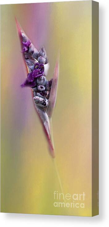 Flower Canvas Print featuring the photograph Purplicious by Pam Holdsworth