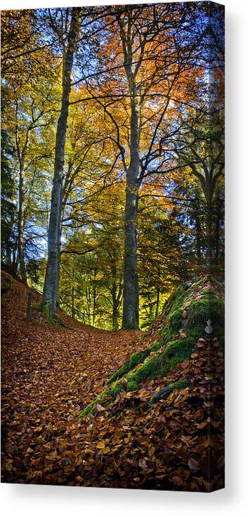 Path Canvas Print featuring the photograph Red carpet in reelig glen during Autumn by Joe MacRae