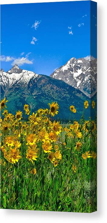 Tetons Peaks And Flowers Canvas Print featuring the photograph Tetons Peaks and Flowers Left Panel by Greg Norrell