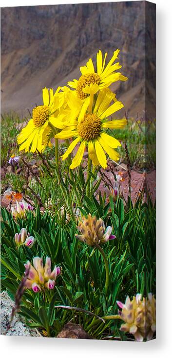 Alpine Canvas Print featuring the photograph Alpine Sunflower Vertical by Aaron Spong