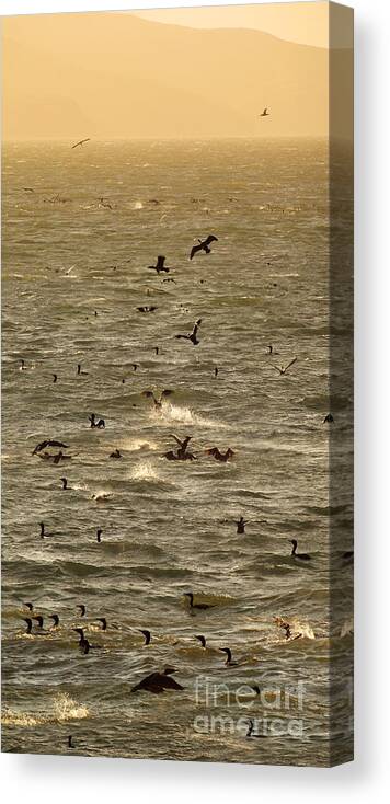 Cormorants Splashing In The Windy Tomales Bay Canvas Print featuring the photograph Cormorants Splashing in the Windy Tomales Bay, Marin County, Cal by Wernher Krutein