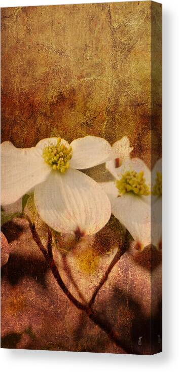 Antique Canvas Print featuring the photograph Dogwood III by Jai Johnson