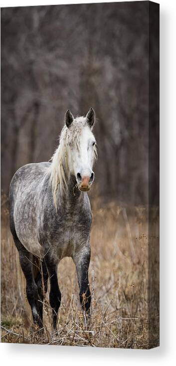 Horse Canvas Print featuring the photograph Escape by Holly Ross