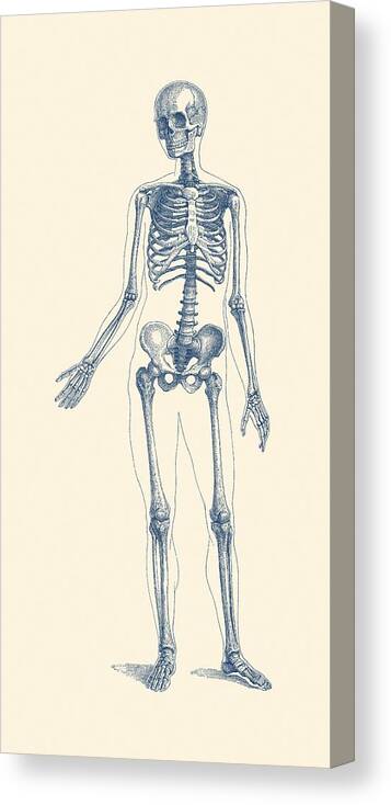 Skeleton Canvas Print featuring the drawing Full Body Skeleton - Vintage Anatomy Poster by Vintage Anatomy Prints