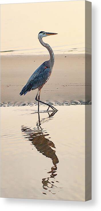 Wildlife Canvas Print featuring the photograph Gulf Port Great Blue Heron by Scott Cordell