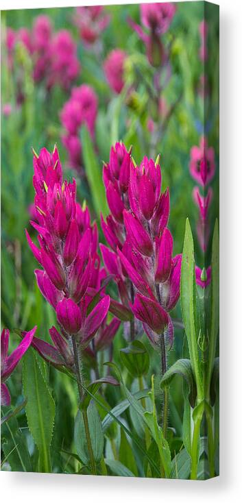 Indian Paintbrush Canvas Print featuring the photograph Indian Paintbrush Vertical by Aaron Spong