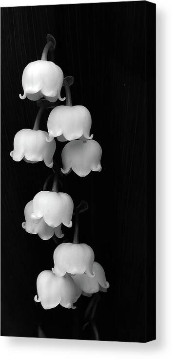 Lily Of The Valley Canvas Print featuring the photograph Lily of the Valley by Holly Ross