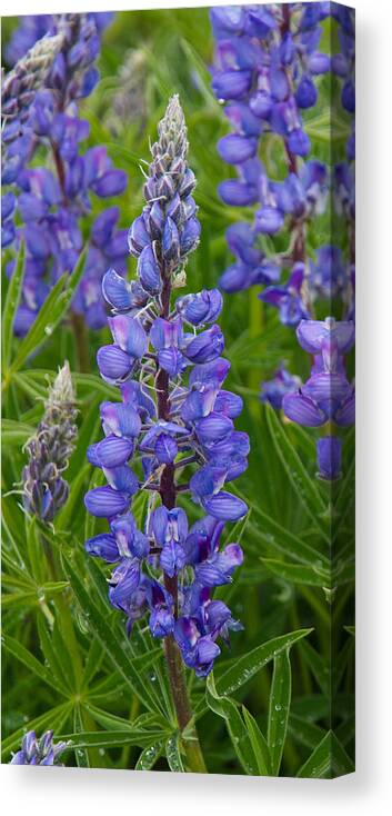 Lupine Canvas Print featuring the photograph Lupine Wildflower Vertical by Aaron Spong