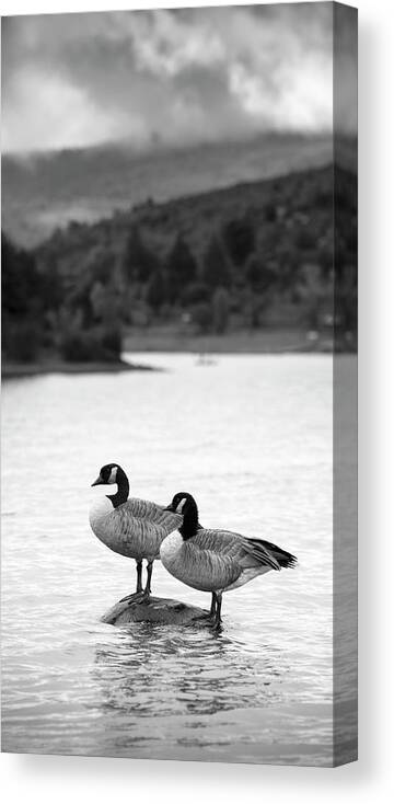 San Diego Canvas Print featuring the photograph Lake Cuyamaca Geese by William Dunigan