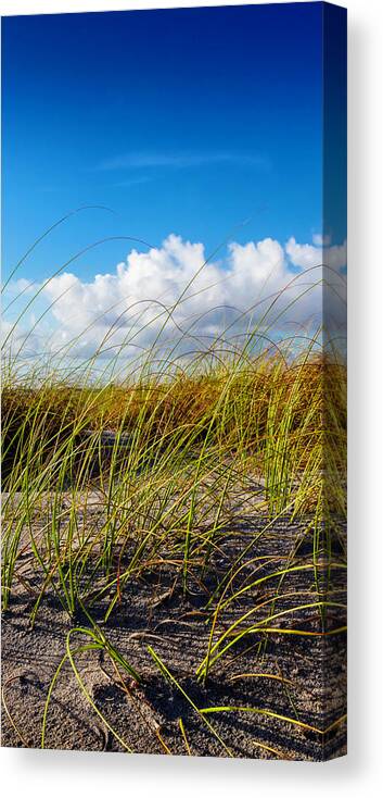 Clouds Canvas Print featuring the photograph Golden Dune Grasses II by Debra and Dave Vanderlaan