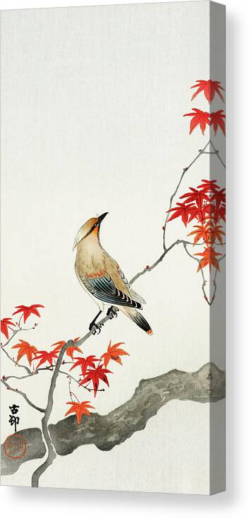 Plague Canvas Print featuring the painting Japanese plague bird on maple by Ohara Koson