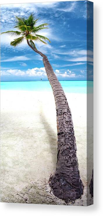 Calm Canvas Print featuring the photograph Leaning Palm by Sean Davey
