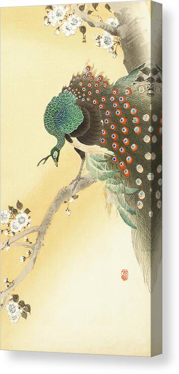 Bird Canvas Print featuring the painting Peacock on a cherry blossom tree by Ohara Koson