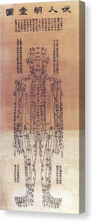 Science Canvas Print featuring the photograph Chinese Acupuncture Chart, 1906 #2 by Science Source