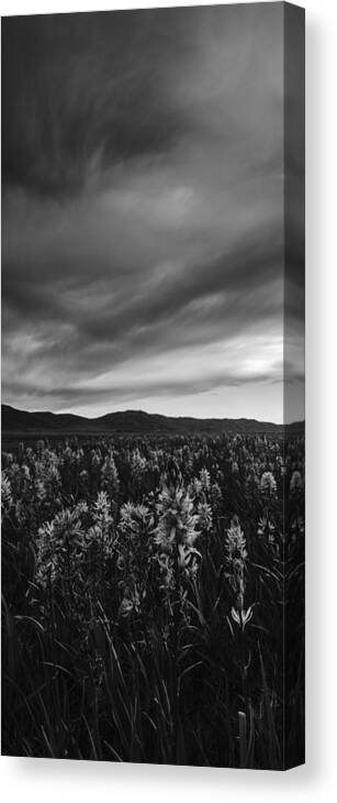 Landscape Canvas Print featuring the photograph Camas Lilies in monochrome by Vishwanath Bhat