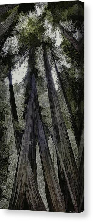 Redwood Canvas Print featuring the painting Stand of Redwoods by Frank Lee