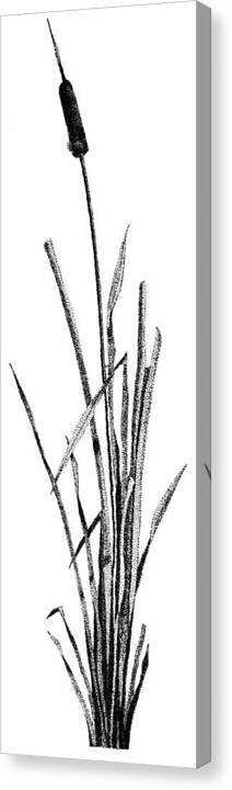 Still Life Canvas Print featuring the drawing Cattail by Rob Christensen