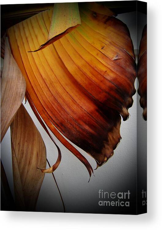 Michelle Meenawong Canvas Print featuring the photograph Dried Leaves by Michelle Meenawong