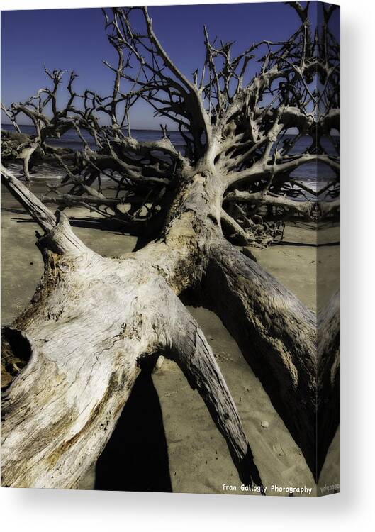 Georgia Canvas Print featuring the photograph Driftwood #1 by Fran Gallogly