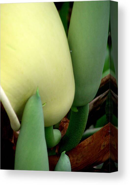 Digital Art Canvas Print featuring the photograph Floral #1 by Jean Wolfrum