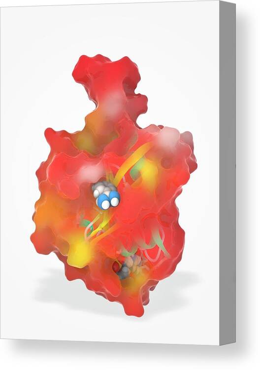 Gtpase Canvas Print featuring the photograph K-ras Benzamidine And Gtp Complex #1 by Ramon Andrade 3dciencia