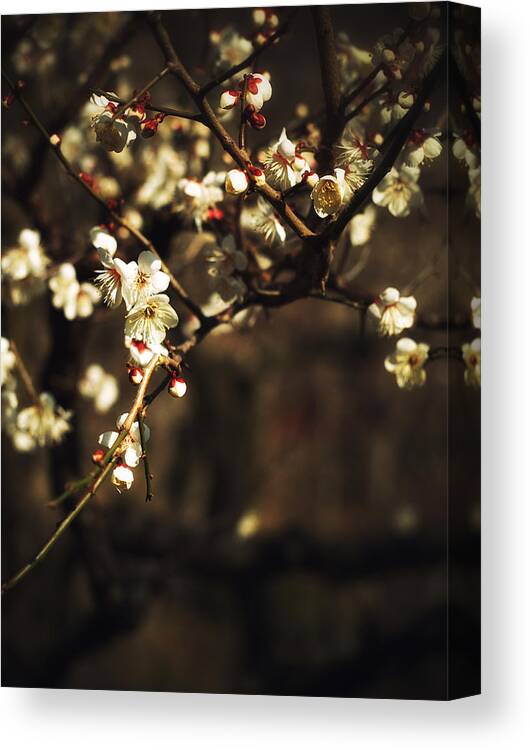 Plum Blossom Canvas Print featuring the photograph Plum Blossoms #1 by Yuka Kato