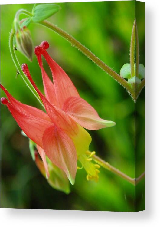 Aquilegia Canadensis Canvas Print featuring the photograph Red Columbine Flower #1 by Sharon Popek