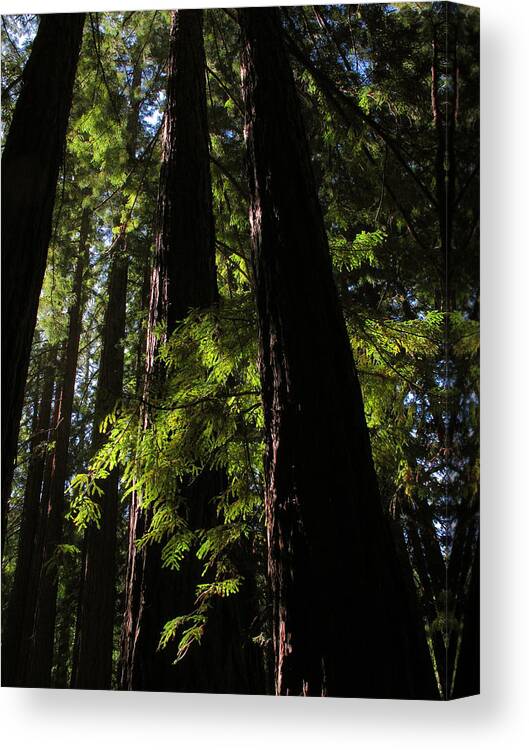 Redwood Canvas Print featuring the photograph Standing Tall by Derek Dean