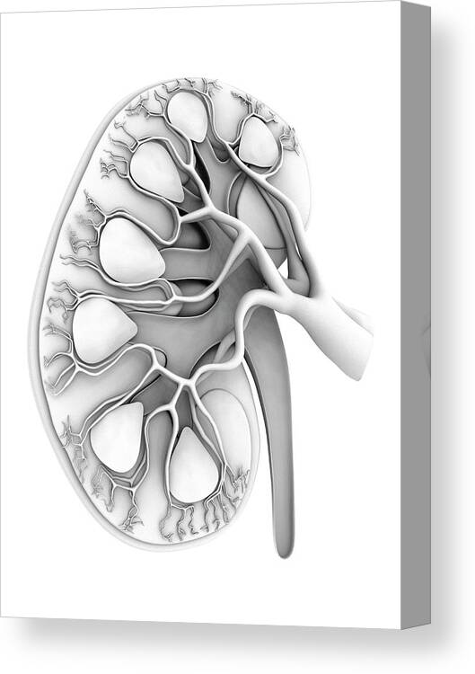 3d Canvas Print featuring the photograph Human Kidney #16 by Alfred Pasieka