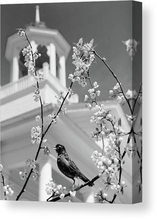 Photography Canvas Print featuring the photograph 1950s Robin Perched On Blossoming by Vintage Images