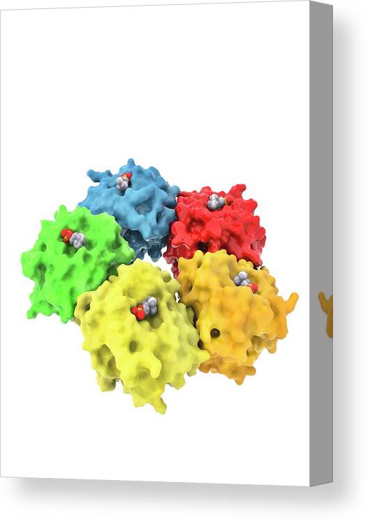 Cut Out Canvas Print featuring the photograph C-reactive Protein Molecule #2 by Ramon Andrade 3dciencia