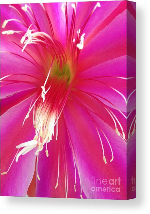 Cactus Flower Canvas Print featuring the photograph Cactus Flower #2 by Jacklyn Duryea Fraizer