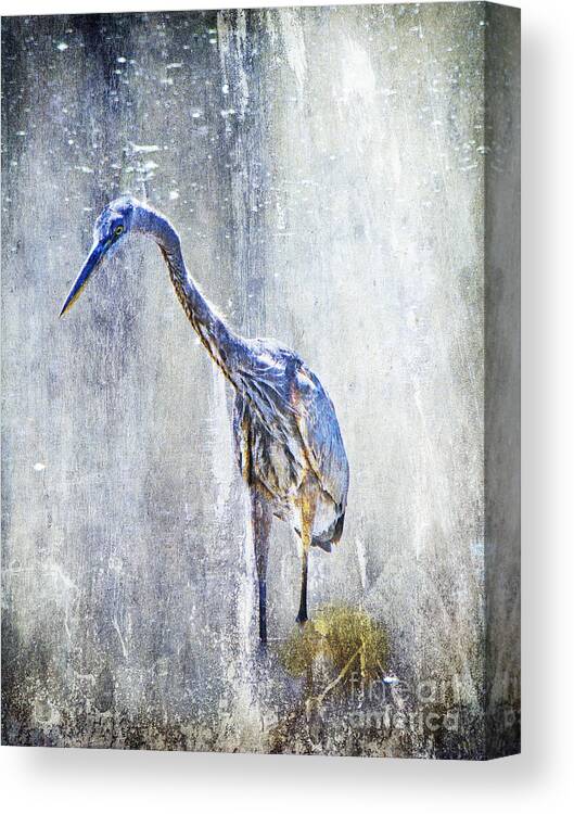 Heron Canvas Print featuring the photograph Great Blue Heron - Ardea herodias by Carol Senske