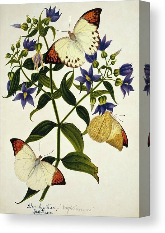 Gentiana Canvas Print featuring the photograph Indian Butterflies And Flowers by Natural History Museum, London/science Photo Library